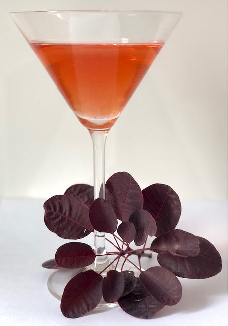 Rose Cocktail Nr.1 im Martini-Glas mit rötlicher Farbe, dekoriert mit dunklen Blättern auf hellem Hintergrund