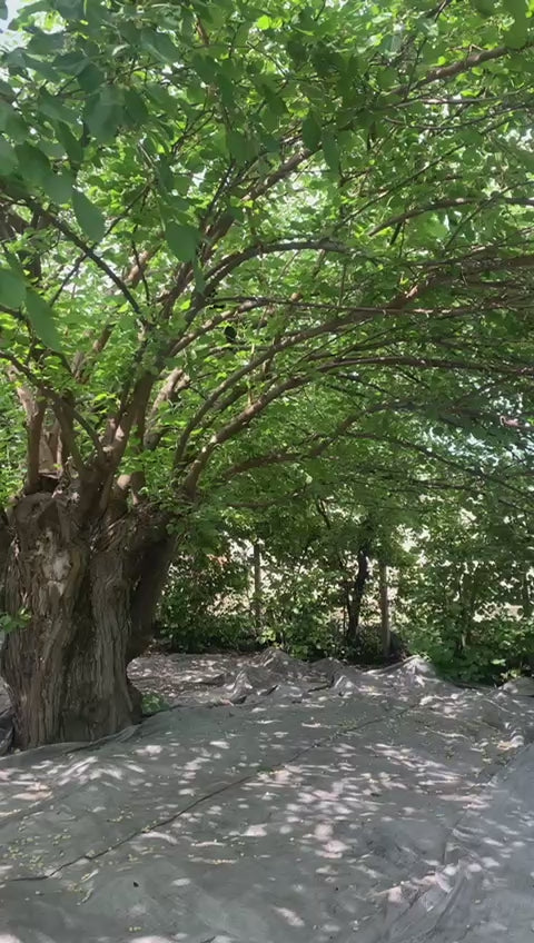 "Arsames" Maulbeerbrand aus Armenien. 100% Maulbeere. 0,7l, Alk. 45 % vol.